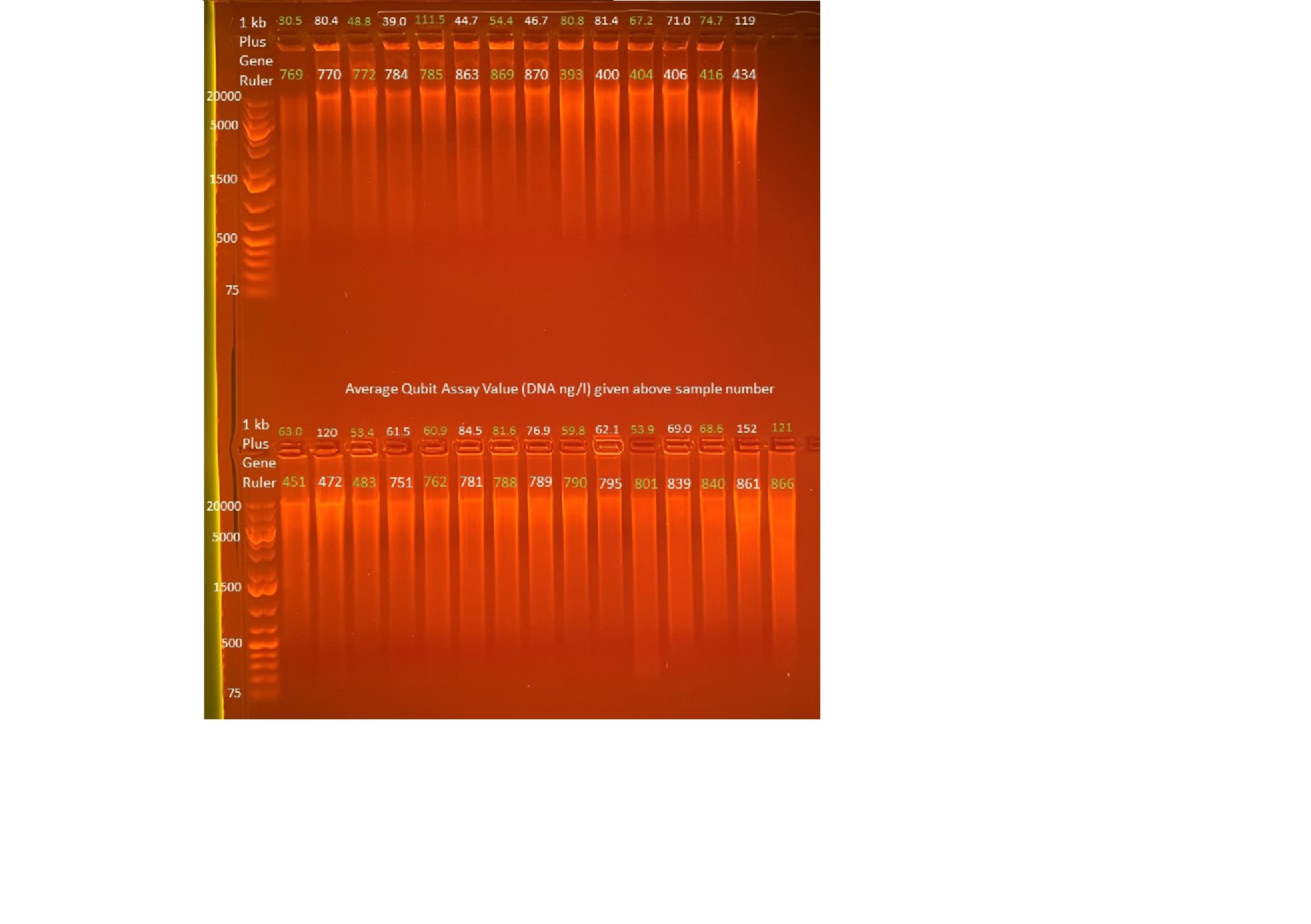 Gel results